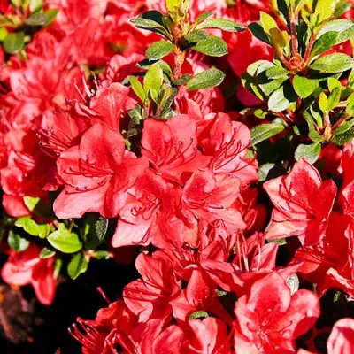 Азалия Japonica Red фото