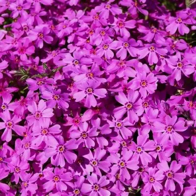 Флокс Crimson Beauty фото
