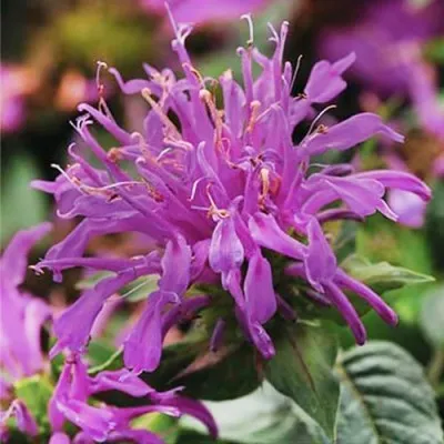 Монарда Balmy Lilac фото