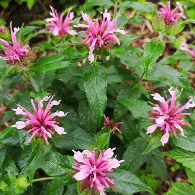 Монарда Balmy Pink фото