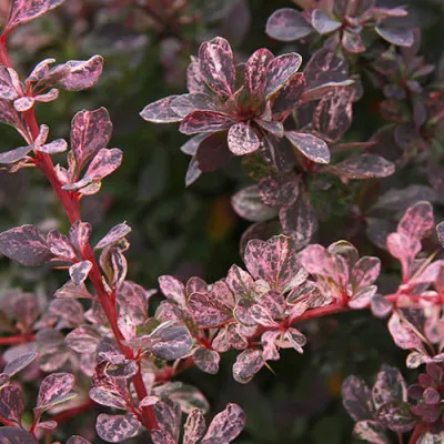 Барбарис Rose Glow фото