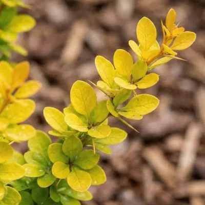 Барбарис Yellow Tower фото