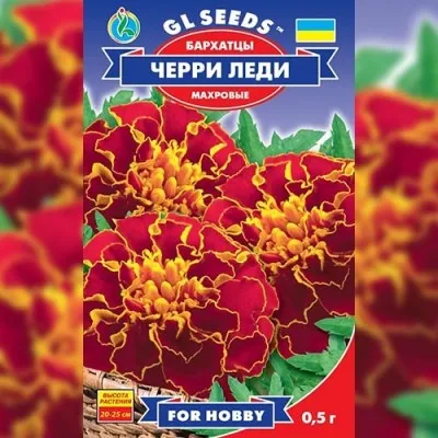 Бархатцы Черри Леди фото