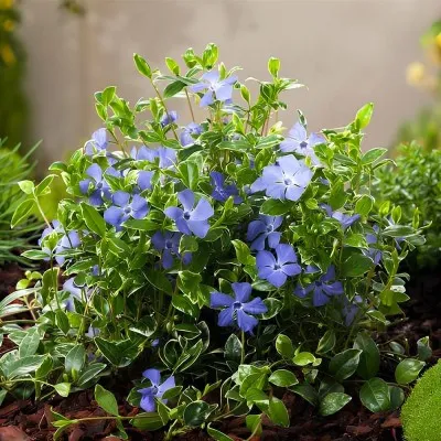 Барвинок Aureovariegata фото