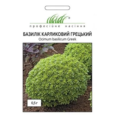 Базилик Грецкий фото