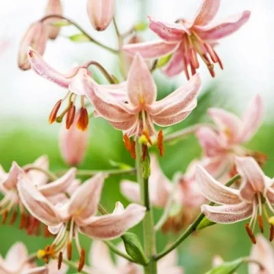 Лилия Pink Morning фото