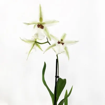 Орхидея Beallara Tahoma фото