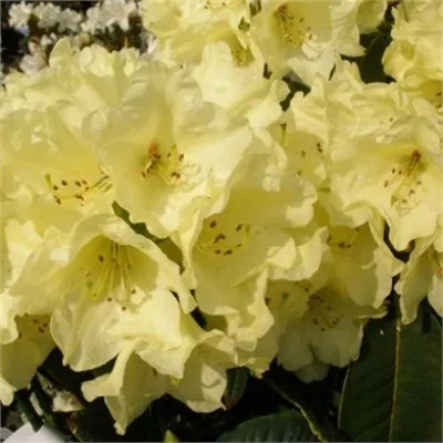 Рододендрон Beatrice Keir фото