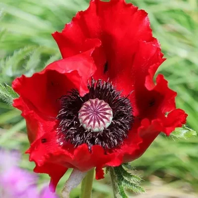 Мак Beauty of Livermere фото