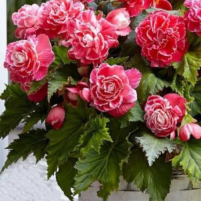 Бегония Camelia (Гигантский цветок) фото