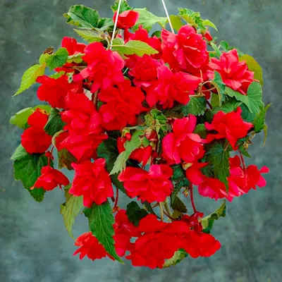 Бегония Pendula Cascade Scarlet фото