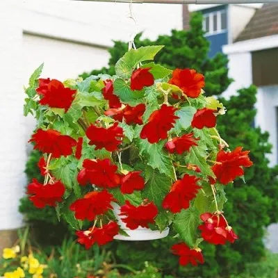 Бегония Pendula Cascade Red фото