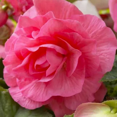 Бегония Camelia Pink фото