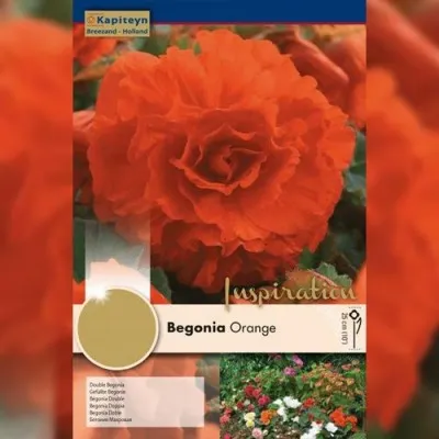 Рек-бокс Бегония Double Orange (Брендовые луковицы KAPITEYN®) фото