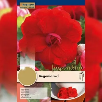 Рек-бокс Бегония Double Red (Брендовые луковицы KAPITEYN®) фото