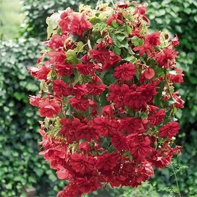 Бегония Illumination Scarlet фото