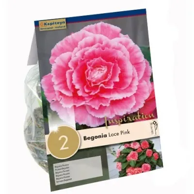 Бегония Picotee Lace Pink (Брендовые луковицы KAPITEYN®) фото