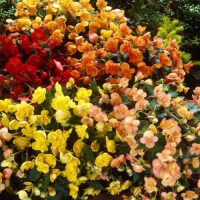 Бегония Multiflora Maxima Mix фото