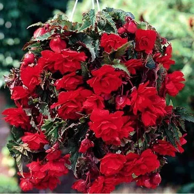 Бегония Cascade Red фото