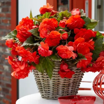 Бегония Cascade Odorosa Red Sunset фото
