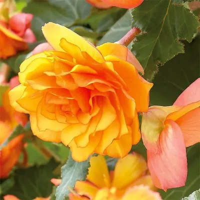 Набор бегоний Cascade Sunray, Yellow-Orange фото