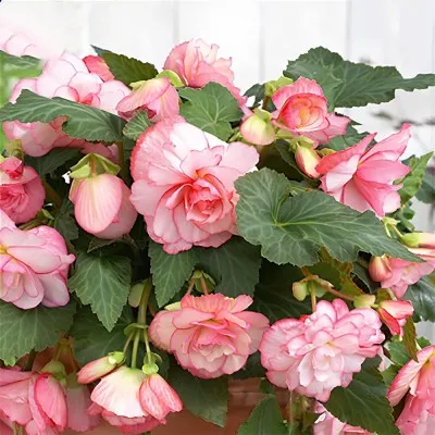 Бегония Cascade Odorosa Florence, White-Pink фото