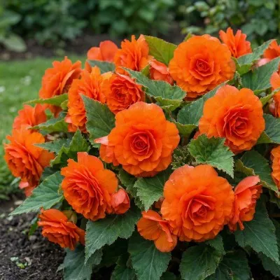 Бегония Non Stop Gold Orange фото