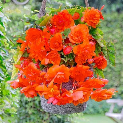 Бегония Pendula Orange фото