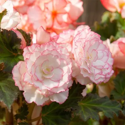 Бегония Wummi Marmorata, Pink-White фото