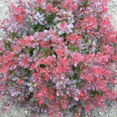 Барбарис Atropurpurea Nana фото