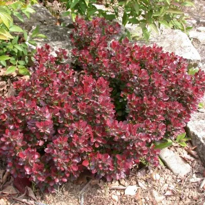 Барбарис Atropurpurea Nana фото