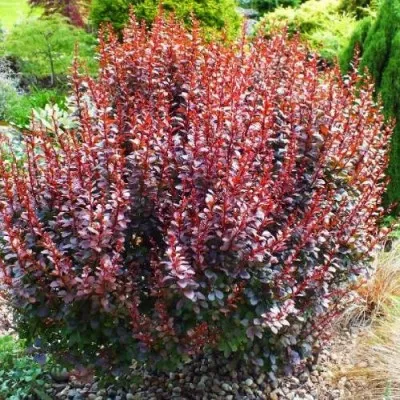 Барбарис Dart's Red Lady фото