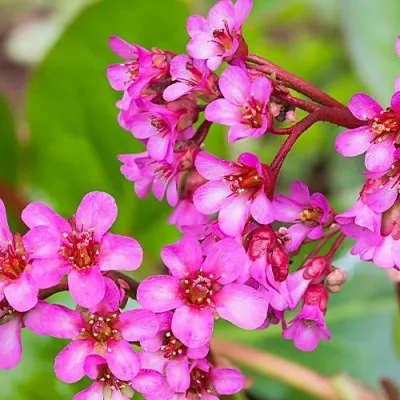 Бергения Cordifolia фото