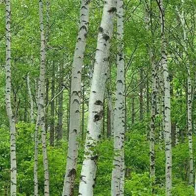 Береза повислая фото
