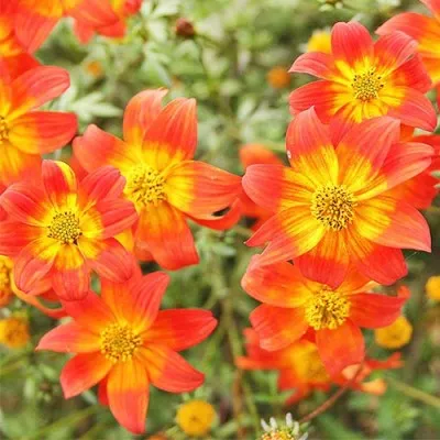 Биденс BeeDance Painted Red фото
