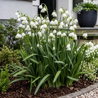 Белоцветник Gravetye Giant фото
