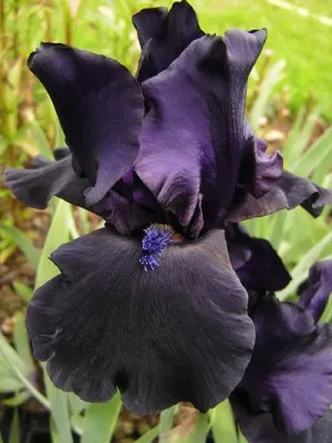 Ирис Black Dragon фото