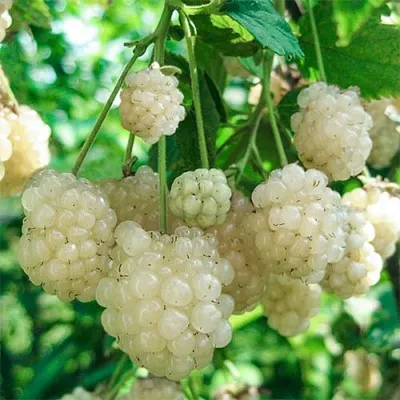 Ежевика Polar Berry фото