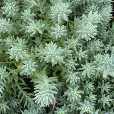 Седум Blue Spruce (рассада) фото
