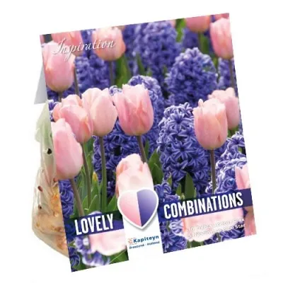 Комбо Гиацинты Blue и Тюльпаны PInk (Брендовые луковицы KAPITEYN®) фото