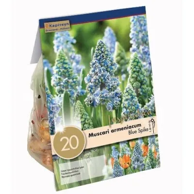 Мускари Blue Spike (Брендовые луковицы KAPITEYN®) фото