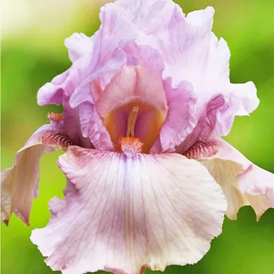 Ирис Blushing Pink фото