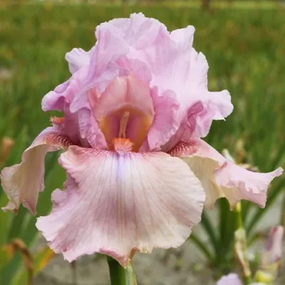 Ирис Blushing Pink фото