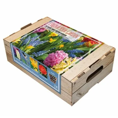 Комплект луковиц Bold Colour Gardens (Брендовые луковицы KAPITEYN®) фото