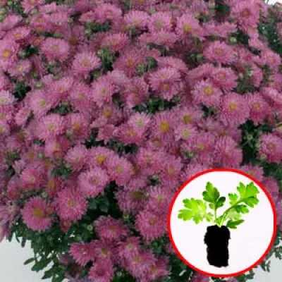 Хризантема Braque Pink фото