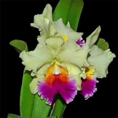 Брассолелиокаттлея (Brassolaeliocattleya) фото
