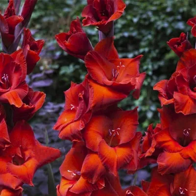 Гладиолус Brown Sugar фото