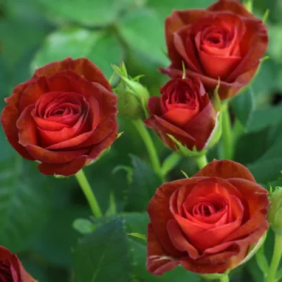 Роза штамбовая Brown Sugar фото