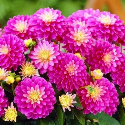 Георгина Melody Pink Allegro фото