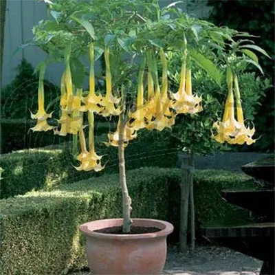 Бругмансия Twin Flowers Желтая фото